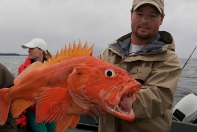 tyrald - > Przecież to Magikarp

@WezelGordyjski: Magikarp był prawdopodobnie wzoro...