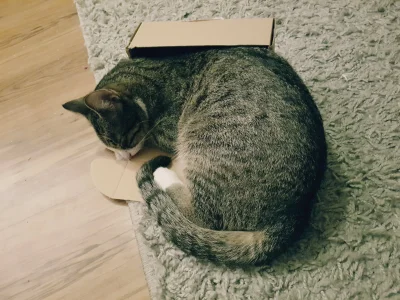 Alika - Nie ważne jakiej wielkości, ważne że pudełko #koty