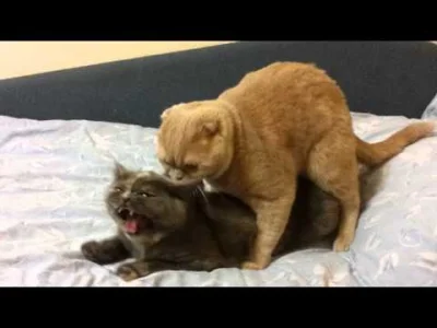 o....._ - #caturday

'Ridiculous cats mating (PII), HD'

Dla niecierpliwych od 0:50 (...