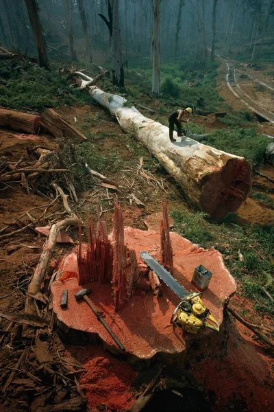 angelo_sodano - Drwal przygotowuje ścięte drzewo do dalszego transportu, Australia, 1...
