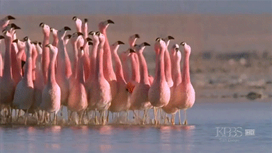 M.....r - #smieszeptaszki #flamingi #gif