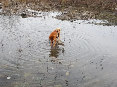 Mrbimbek - A wasze pieski jak znoszą deszczową pogodę? Bo Pumba bawi sie doskonale :D...