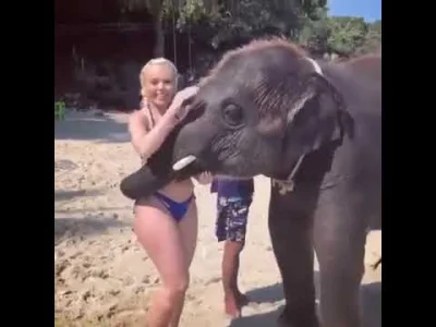 B.....W - Jak się czujesz z tym, że ten słoń miał więcej kontaktu z kobiecym ciałem n...