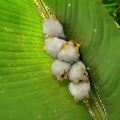 cheeseandonion - Kolonia białych nietoperzy z Hondurasu 
(Podlistnik białawy)


#chee...