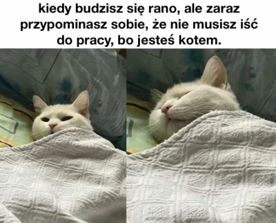 triada - #koty #smiesznekotki #heheszki