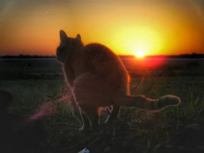 JaraczJoint - @krystianops3: mamy już kota srającego na tle słońca, ale nie srającego...