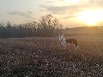 Kobra_Sprawiedliwa - #pokazpsa
#bordercollie