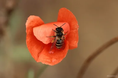 M.....e - Dzikie pszczoły w Polsce - gatunek 14/450 i 15/450 #dzicyzapylacze
Na pocz...