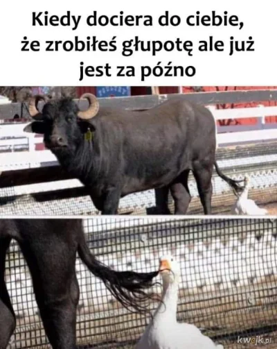 arturro94 - #heheszki #humorobrazkowy #smiesznypiesek