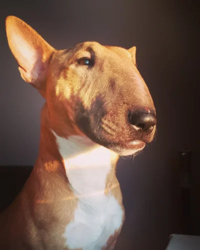 nini - #psy #pokazpsa #chwalesie #bullterrier #smiesznypiesek