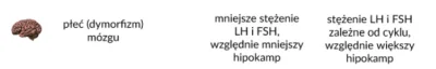 PIAN--A_A--KTYWNA - Ludzie kobiety mają większy hipokamp dlatego pamiętają najmniejsz...