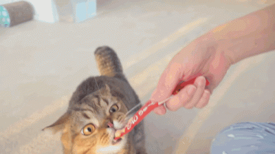 Kazuka10 - Mirki pomocy, kot mi się nie chce odkleić od czekotubki
#smiesznekotki #k...