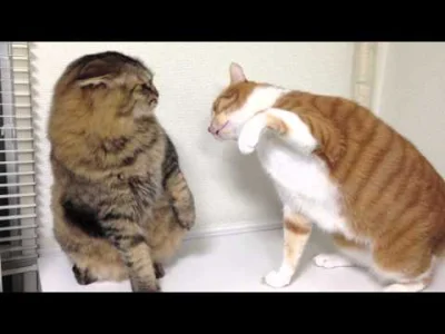 Bolns_Sesz - To chyba najspokojniejsza walka kotów jaką widziałem XD

#smiesznekotk...