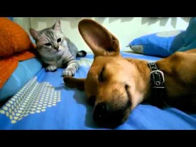 starnak - Cat Viciously Attacks Sleeping Dog