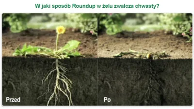 szkorbutny - @LuznyJohn: I bardzo dobrze rolnicy pryskają Roundupem i zielska nie ma ...