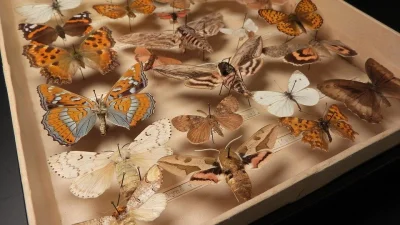 P.....k - @rrdzony: ja zawsze przed pokazuję kolekcję motyli