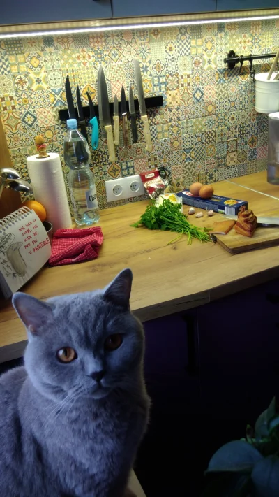 mikhalk84 - #pokazkota #gotowanie #koty #iwosz Gotuj z Iwoszem
