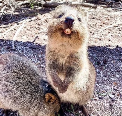 aloszkaniechbedzie - #quokkanadzis #quokkanawieczor #quokka #zwierzaczki