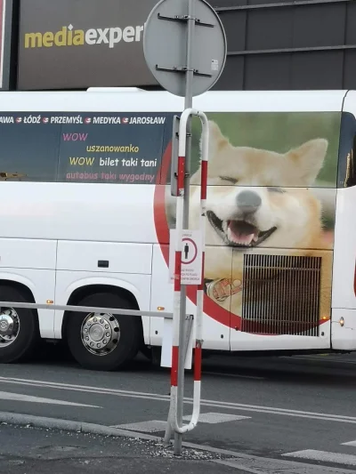 wygryw_here - Taki śmieszny autobus jeździ po #katowice 

#humorobrazkowy #smiesznypi...