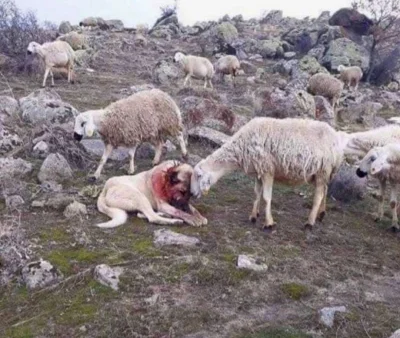 tricolor - Owca okazująca wdzięczność psu po uratowaniu przed atakiem wilka. ❤️

#pie...