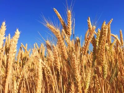 kxp - @Goodie_pl: siadam wieczorem przed konsola i kosze zboże w farming symulatorze ...