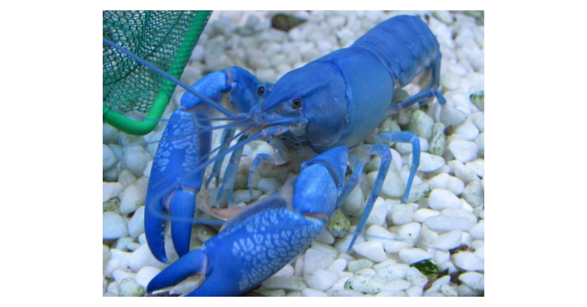 Живут ли раки в воде. Ябби австралийский. Ябби деструктор. Cherax peknyi. Ябби разрушитель.