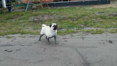 ErroL - @AleMenelJezuJaknSietoczl: Mój pies po spacerze w świerzym betonie.