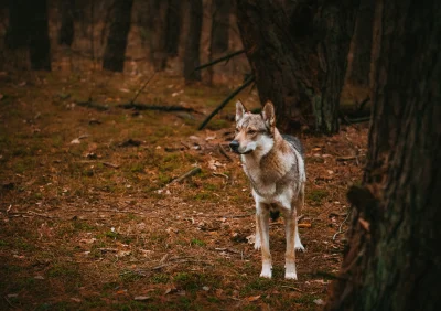 pranko_csv - Czy ktoś widział uciekajacą babcię? Halo? Halo? Hop? Hop?
 (・へ・)
-> #pra...