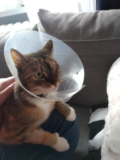 DwarfVader - Moja kotka nie ma oka no bo go mieć nie może. Miała operacje podcięcia p...