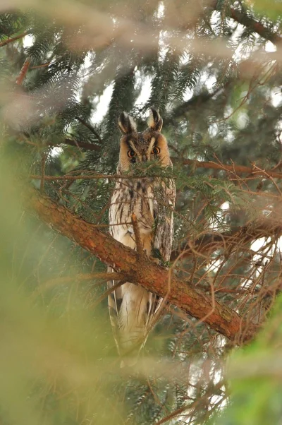 WuDwaKa - > Uszatka zwyczajna 
#sowy #sowysazajebiste #ptaki #natura