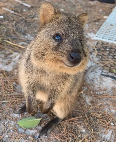 aloszkaniechbedzie - #quokkanawczoraj #quokkanadzis #quokkanawieczor #quokka #zwierza...