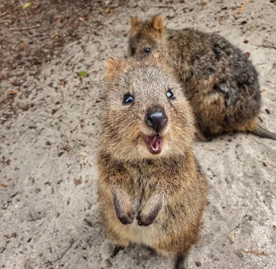 aloszkaniechbedzie - #quokkanadzis #quokkanawieczor #quokka #zwierzaczki