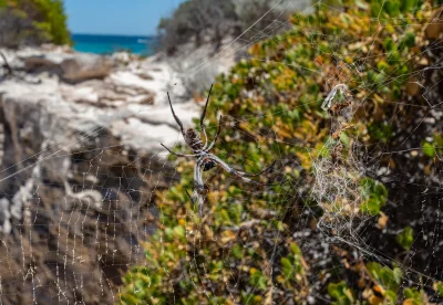 saquas - Ktoś wie co to za pająk? Zdjęcie zrobione koło Perth w Australii.

#pajaki...