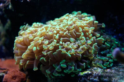MandarynWspanialy - Na pierwszy rzut oka myślałem, że na miniaturce jakiś koralowiec ...