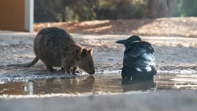 mfek00 - Gołomp i kuoczek
#quokka #quokkanadzis #zwierzaczki