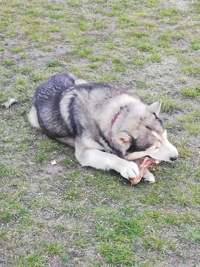 slawomirus - @Wunszz pozdro :) mój za 2 dni ma 8 urodzinki :)