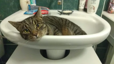 szynszylo - @Dele Zabierz swojego kota bo mi umywalkę blokuje