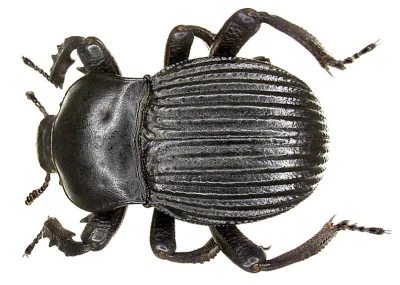 N.....n - CZARNUCHY: 


(Tenebrionoidea) – nadrodzina owadów z rzędu chrząszczy, podr...