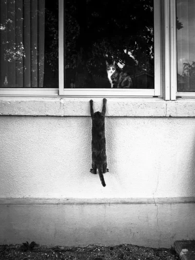 HBVST - #kitku #koty #zwierzaczki #ladnezdjecie #fotografia #