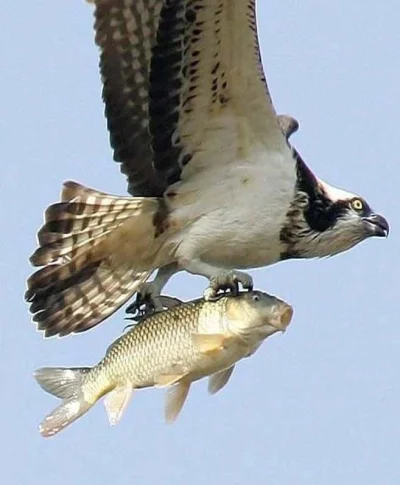 X.....u - @januszzczarnolasu: A tutaj pokazuje rybie, jak wygląda jezioro z lotu ptak...