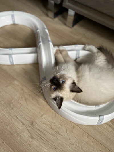 freshrap - Ile plusów dla nowego członka rodziny - Dymitra? (ʘ‿ʘ)

#ragdoll #wykopr...