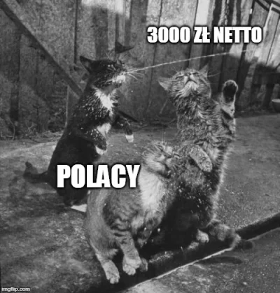 Jacv - popełniłem mem
#koty #polak #praca #pensja