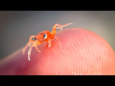 starnak - Christmas Island Baby Red Crab Return Gru 2016