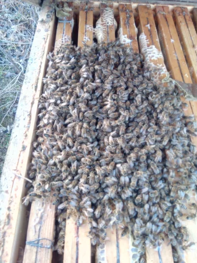 ak_kubel - Powoli rozpoczyna się sezon pszczelarski 
Wczoraj zrobiłem szybki wgląd i ...