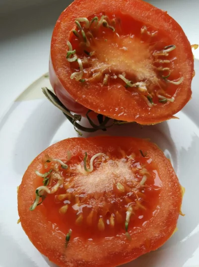 Klimfil - Czy to normalne, że pomidor zaczął kiełkować w środku? xD
#heheszki