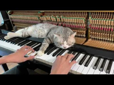 protokol_zniszczen - Facet sobie gra na pianinie, a kitku śpi :3 
#smiesznekotki #mu...
