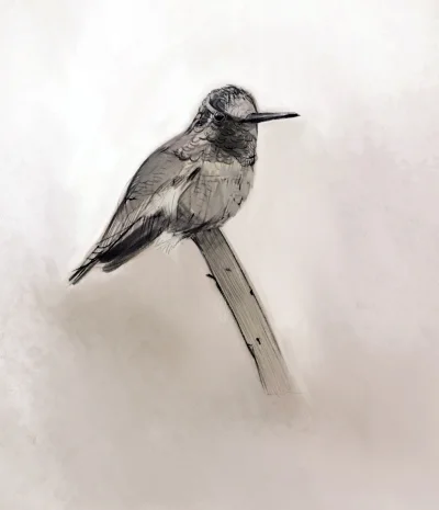 xy_li - Kolibry.

Więcej w komentarzu :).

#rysujzwykopem #rysunek #digitalart #ptaki...