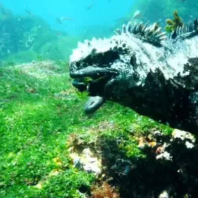 cheeseandonion - Legwan morski (Marine iguana)

#gifprzyrodniczy