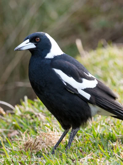 PROOOOOH - W Australii mamy takiego potwora (Australian magpie / dzierzbowron). W sez...