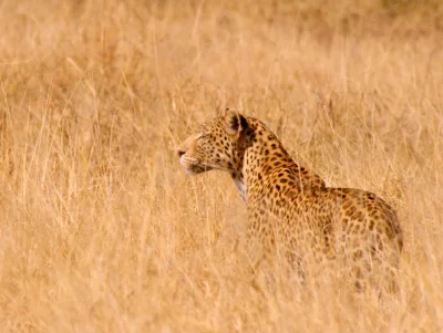 Kulavvy - 2020-02-24 - [ #zdjeciednia ] - obserwuj!



Botswana:Leopard in the grass....